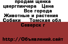 продам щенка цвергпинчера › Цена ­ 15 000 - Все города Животные и растения » Собаки   . Томская обл.,Северск г.